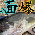 【夏バス釣り】釣れすぎ注意⁉︎この夏釣りたい人は見てください‼︎【佐賀バス釣り】