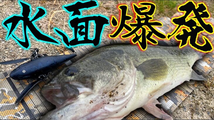 【夏バス釣り】釣れすぎ注意⁉︎この夏釣りたい人は見てください‼︎【佐賀バス釣り】