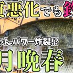 【バス釣り】６月アフター晩春ハードベイト攻略！おすすめルアー！