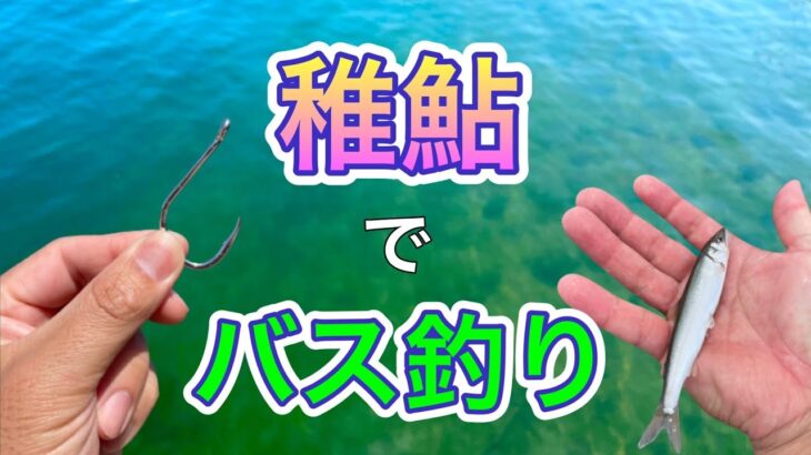 【バス釣り】稚鮎を使って琵琶湖でブラックバスの餌釣りをしてみた！