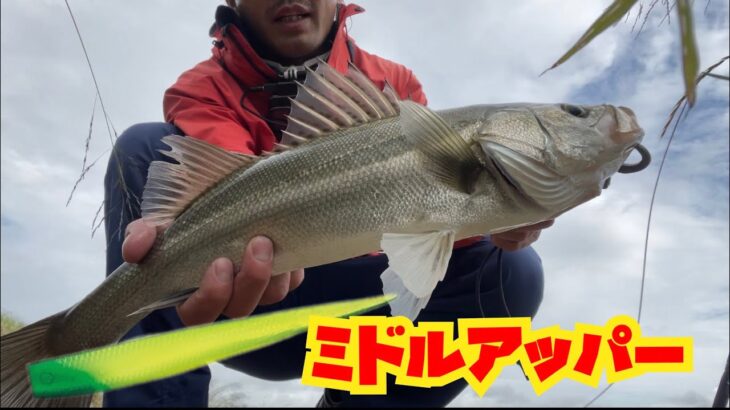 梅雨の釣りは、シーバス釣り入門にオススメです。