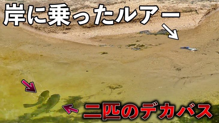 【名勝負】このあと岸に乗ったルアーにバスが本気を出しました。