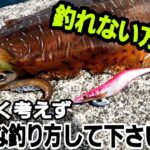 【エギング】春イカ釣れない方必見！これが僕の釣り方です。大分佐伯エギング