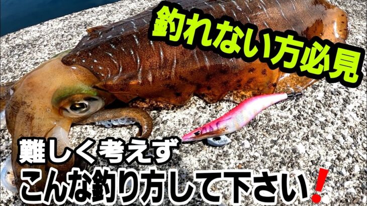 【エギング】春イカ釣れない方必見！これが僕の釣り方です。大分佐伯エギング