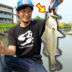 濁った川で釣れたシーバスは果たして美味しいのか？？