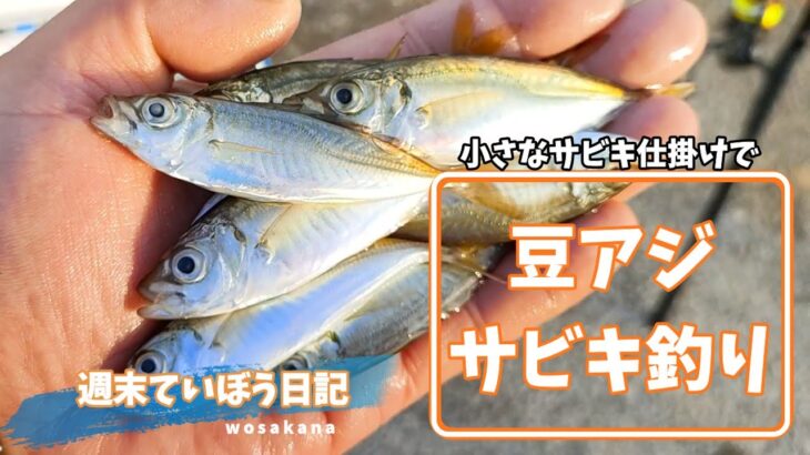 【豆アジ】小さなサビキ仕掛けで豆アジのサビキ釣りを楽しむ！