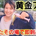 【釣り初心者サビキ釣り】超新鮮！釣りたてをその場で即刺身にして食う！最高のアジ！アジ！金アジ！太刀魚の巻(神奈川横浜市金沢八景島対岸釣り)