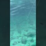 サビキでアジ釣り