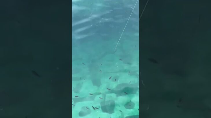 サビキでアジ釣り