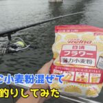 コマセに小麦粉混ぜてサビキ釣りしてみた