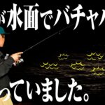 【アジング】水面でアジがバチャバチャしまくっていました。さて、あなたならどうやって釣りますか？