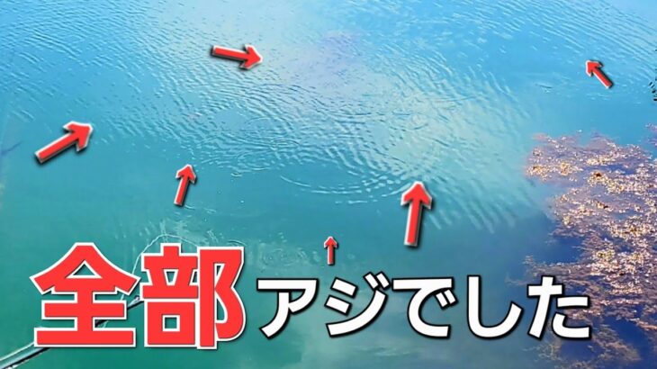 【アジング】10cmアンダーを攻略。大量に湧くアジ！反応しないアジの釣り方