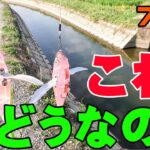 【バス釣り】めっちゃ釣れた1日・・・今週の釣りはどんな感じ？7月20日【五三川】【大江川】