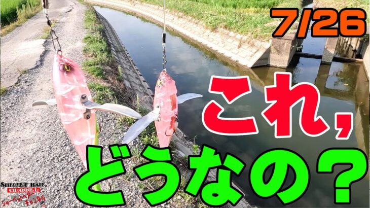 【バス釣り】めっちゃ釣れた1日・・・今週の釣りはどんな感じ？7月20日【五三川】【大江川】