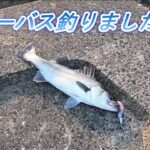 シーバス釣りました！新潟釣り2022