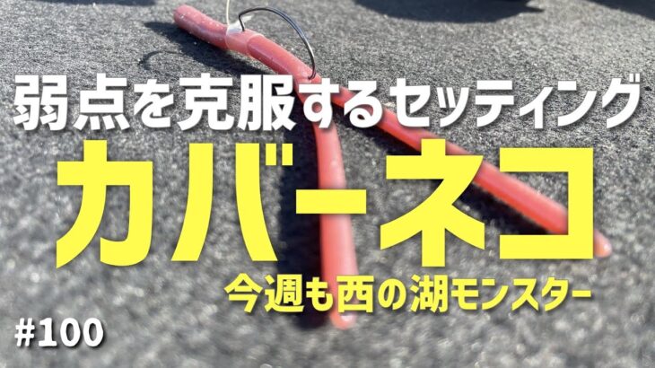 琵琶湖内湖カバーネコ最強セッティング解説 そして再び西の湖モンスター!2022.7.23