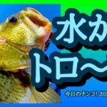 【今日のナンコ！2022.7.24】水がトロ〜ン【琵琶湖バス釣り】