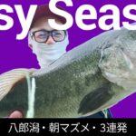 【八郎潟 バス釣り】誰でも簡単に釣れる！八郎潟のイージーシーズン突入してますよ！ジョイントフカベイト、ファットイカ、ドライブクローで3連発！プレッシャー高くなる前に水辺にレッツゴー！！