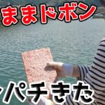 おばさんサビキ釣りでカンパチを釣る。オキアミ3㎏そのままドボンで晩酌はおさしみだ！！【宮城県女川市】