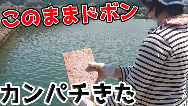 おばさんサビキ釣りでカンパチを釣る。オキアミ3㎏そのままドボンで晩酌はおさしみだ！！【宮城県女川市】