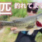 【バス釣り】3連休明け＋大雨…それでも！！！【八郎潟】#18