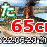 【バス釣り】65cmのブラックバス、見たことありますか？ Huge Bass with Live Bait in Lake Biwa.