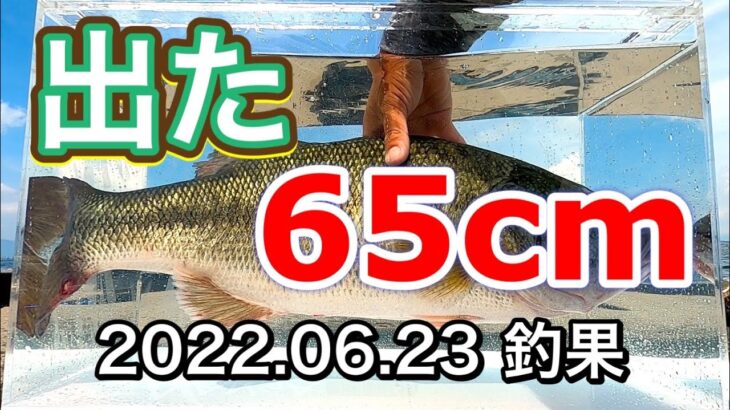 【バス釣り】65cmのブラックバス、見たことありますか？ Huge Bass with Live Bait in Lake Biwa.