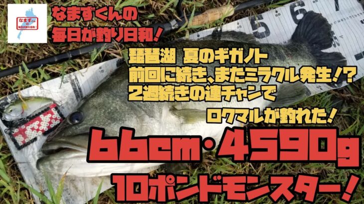 琵琶湖 夏のギガノト｢66cm･4590g 10ポンドモンスター！｣(なまずくんの毎日が釣り日和！)