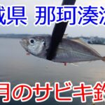 茨城県 那珂湊港 7月のサビキ釣りでアジ爆釣