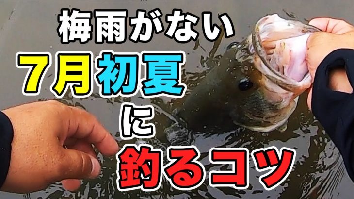 【バス釣り】7月初夏の攻略方法と考え方!!アフタースポーン（産卵後）の釣り方や釣れる時期やルアーワームの狙うポイントも徹底解説!!【アーリーサマー】【2022年最新情報】【乾梅雨】【野池・ダム・川】