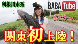 BABATube【釣りグルイ】まどかさんが初関東上陸！？