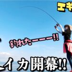 【エギング】夏イカ開幕！HITエギがボロボロに・・・アオリイカ&ケンサキイカ　Fishing in the Japanese sea [Fishing Girl Mikan]