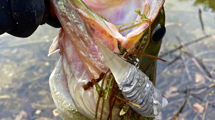 信じられないくらい釣れる… あのルアーでデカバスが連発しました「バス釣り」「野池」「ハニタスLR」