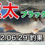 【バス釣り】琵琶湖で極太で最高なブラックバスが釣れた！Live Bait Fishing in Lake Biwa