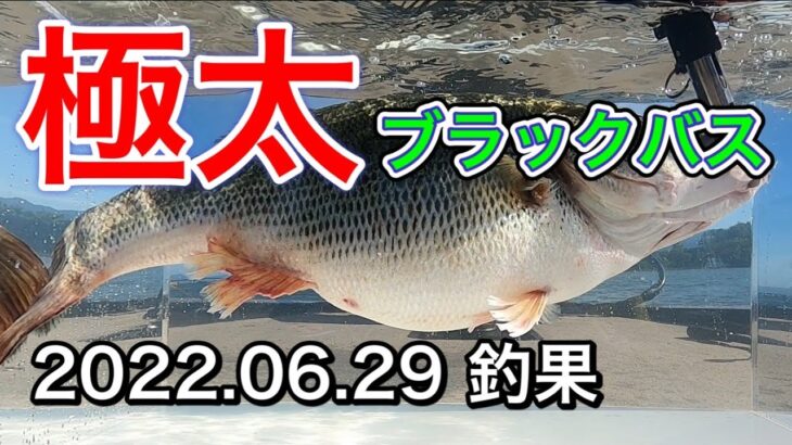 【バス釣り】琵琶湖で極太で最高なブラックバスが釣れた！Live Bait Fishing in Lake Biwa