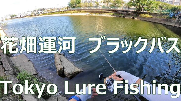 東京ルアー釣り、運河 ブラックバス 花畑運河 (Tokyo Lure Fishing, Bass, 黑鱸, Canal)