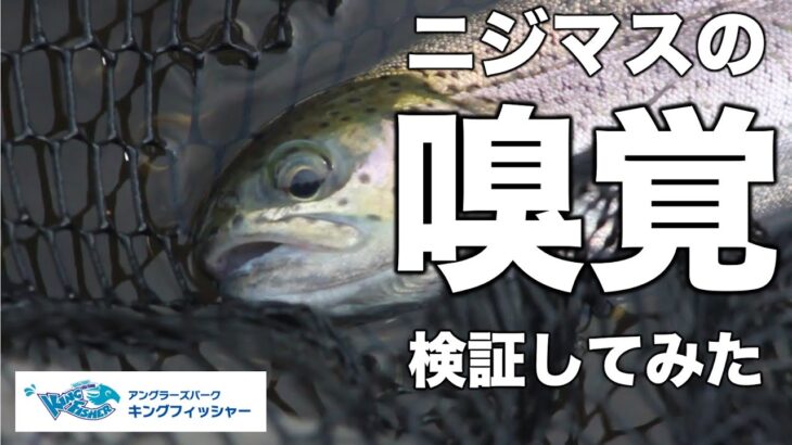 【ニジマスの嗅覚を検証】エサの匂いをルアーにつけたらどうなるの？inキングフィッシャー