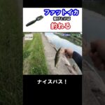 ファットイカ投げとけばバスは釣れる 琵琶湖 瀬田川 #shorts