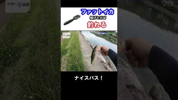 ファットイカ投げとけばバスは釣れる 琵琶湖 瀬田川 #shorts