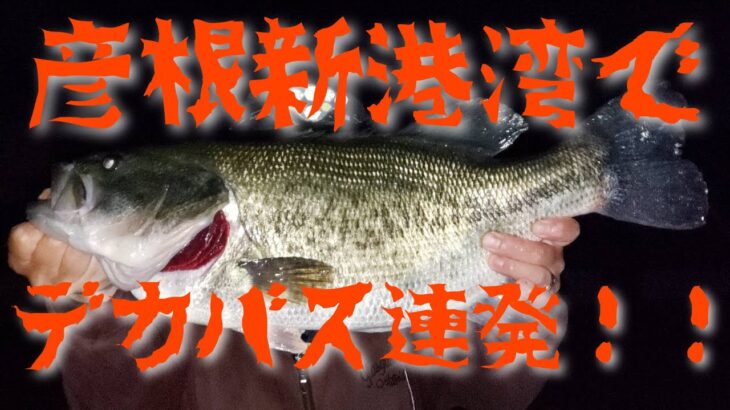 【バス釣り】彦根新港湾（彦根新港）でデカバス連発‼️