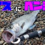 【ショア】活性が高い日のシーバス釣り【大分県・釣り】