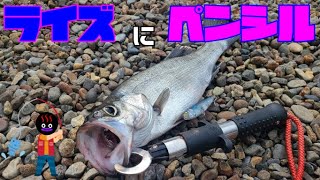 【ショア】活性が高い日のシーバス釣り【大分県・釣り】