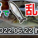 【バス釣り】琵琶湖でブラックバスの餌釣りしたら釣り過ぎた！水槽で釣果報告も