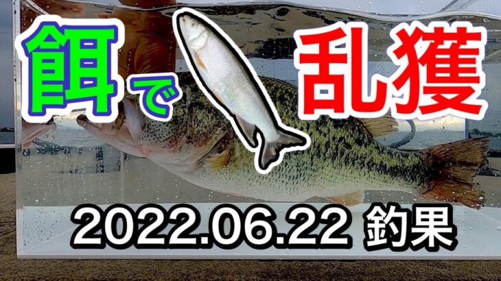 【バス釣り】琵琶湖でブラックバスの餌釣りしたら釣り過ぎた！水槽で釣果報告も