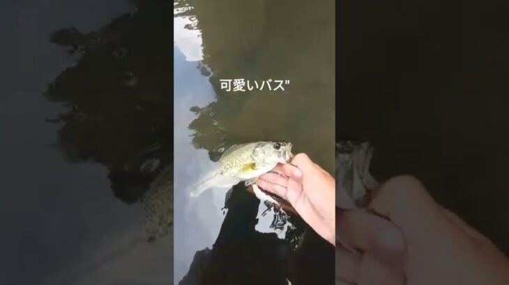 可愛いバス#バス釣り