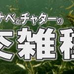 スピナベとチャターの交雑種【琵琶湖バス釣り】