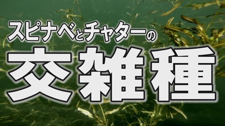 スピナベとチャターの交雑種【琵琶湖バス釣り】