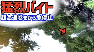 【バス釣り】超高速巻きからストップ！イマカツ「アベンタクローラーバゼル」早巻きヒットシーン【バスの釣り方】