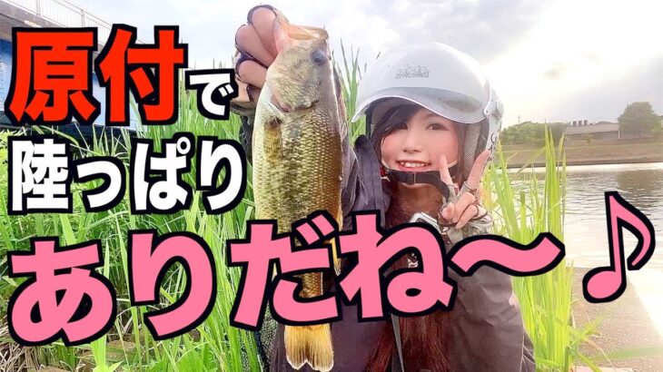 【釣りガール】原付でバス釣りしたら移動楽で釣行時間伸びて釣れる！印旛沼水系で陸っぱり♪