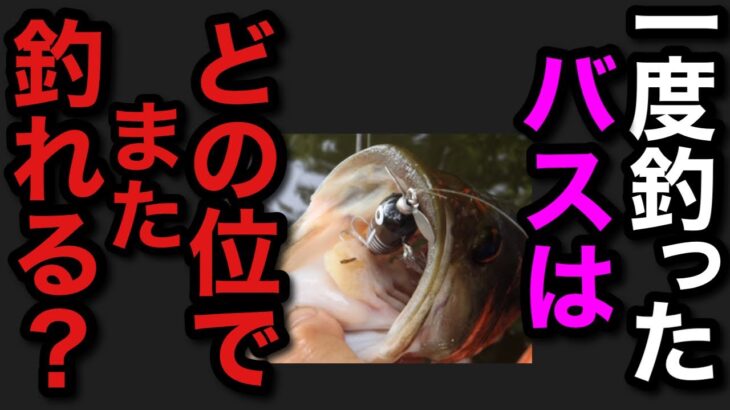 【村田基】一度釣ったバスはどのくらい経てばまた釣れるの？【村田基切り抜き】